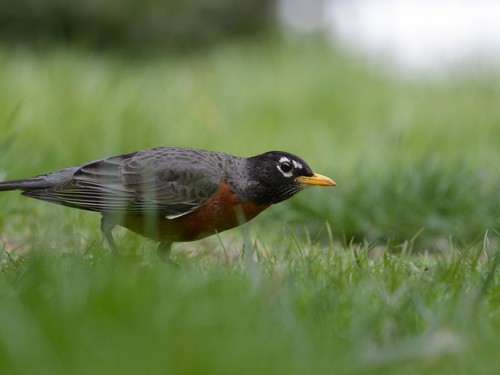 Tamron 100-400mm f/4.5-6.3 Di VC USD - A035N - Nikon (w/ tripod collar) - Picture 8 of 12