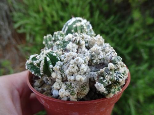 ASTROPHYTUM SPIRALIS MONSTER copiapoa kakteen tephrocactus ariocarpus - Imagen 9 de 11