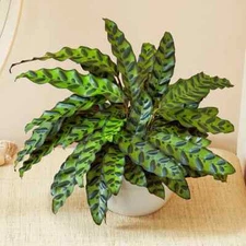 25+ Rattlesnake Calathea Seeds for Garden Planting - USA - FREE SHIPPING!