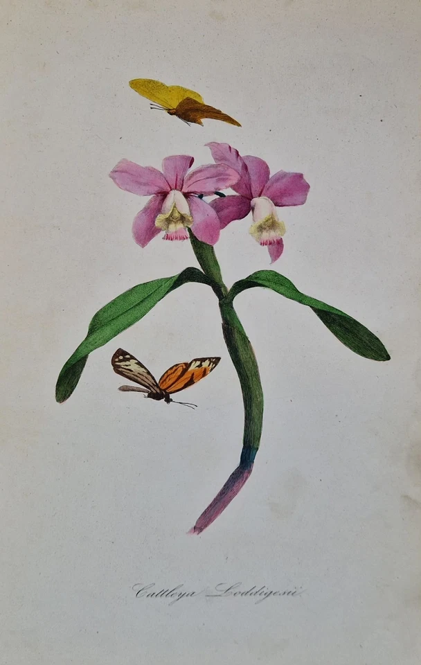 6 Gravures originales 1842 oiseaux fleurs exotiques color print Descourtilz - Photo 3/4