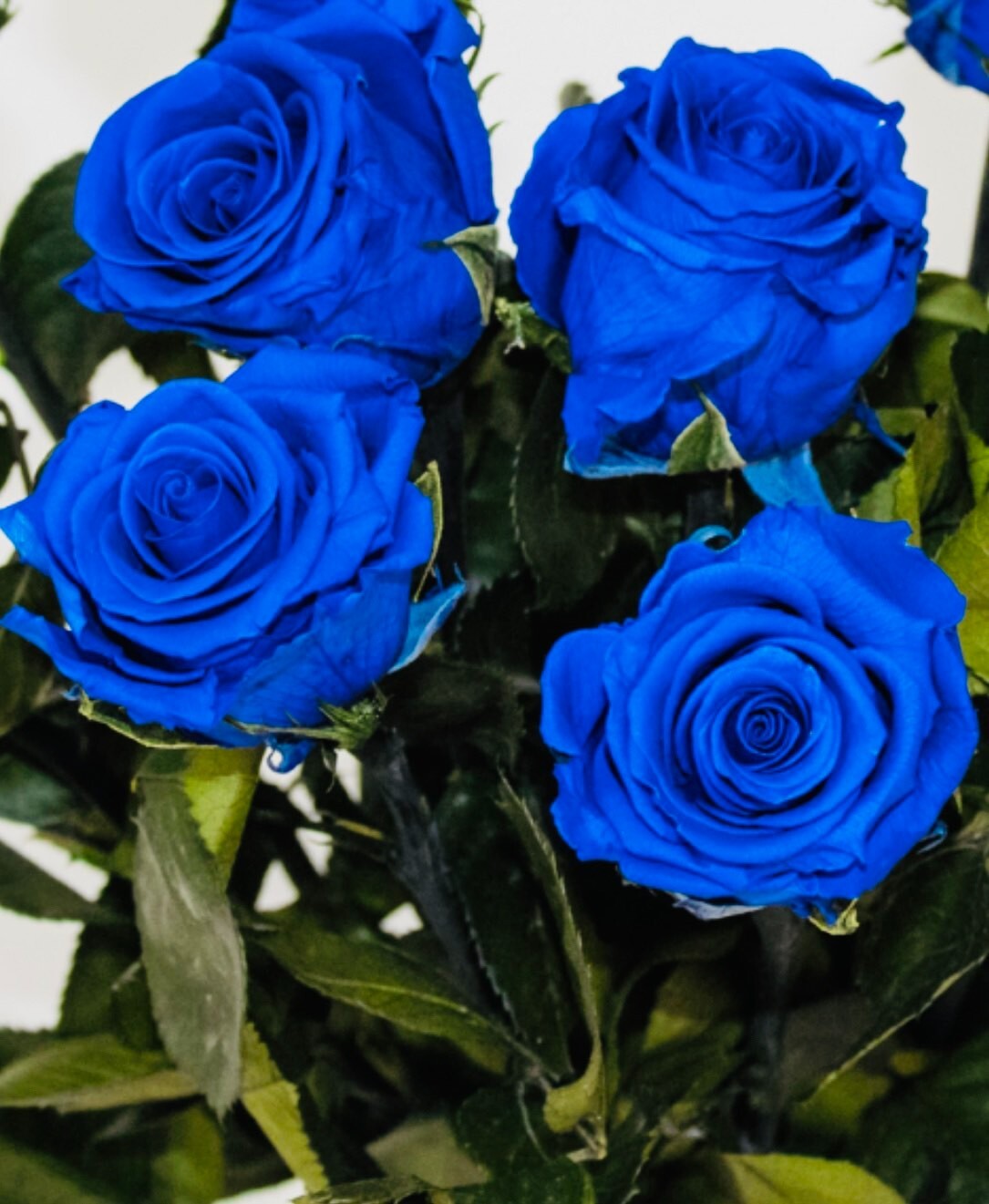 150 Piezas Semillas Raras Azul Rosa Rosas Balcón Jardín Maceta Rosa Semillas Plantas