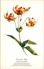 Canada Lily Flower Cassel Watercolor Art Barton Cotton Vintage Postcard