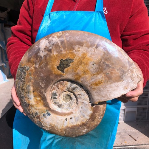 11,13 lb pulido y restauración de especímenes naturales de caracola de Madagascar 457 - Imagen 5 de 13