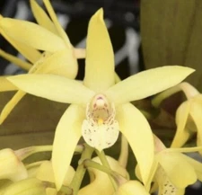Dendrobium Sunny Vista x Dunokayla Australian Form Fragrant Bloom Size