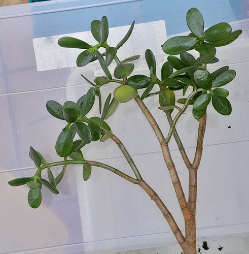 schöner ca 40 cm großer Crassula ovata Geldbaum, Pfennigbaum, Dickblatt - Bild 2 von 3