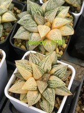 Rara planta suculenta Haworthia Picta planta abigarrada hogar jardín 5-6 cm