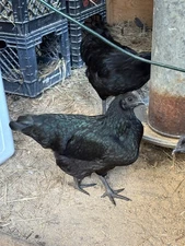 10 RARE ALL BLACK ayam cemani chicken hatching eggs (no color bleed)