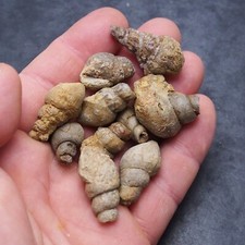 10 Pcs Gastropod Bivalve