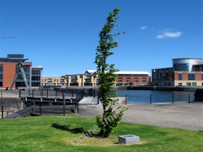 Photo 6x4 Tree, Clarendon Dock Cliftonville/J3376 Cypress Oak beside Cla c2009