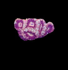 WYSIWYG Red and Pink Asian Acan Lord Live Coral Frag SPS LPS Reef Aquarium