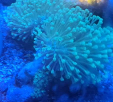 2x Toadstool Frag - Green Toadstool Live Frag - Soft Saltwater Reef Live Coral