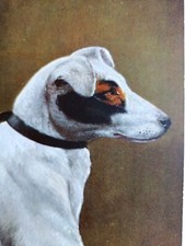 Vintage postcard. Alfred Schönian, Jack Russell dog art. series No. 3055, (N5)