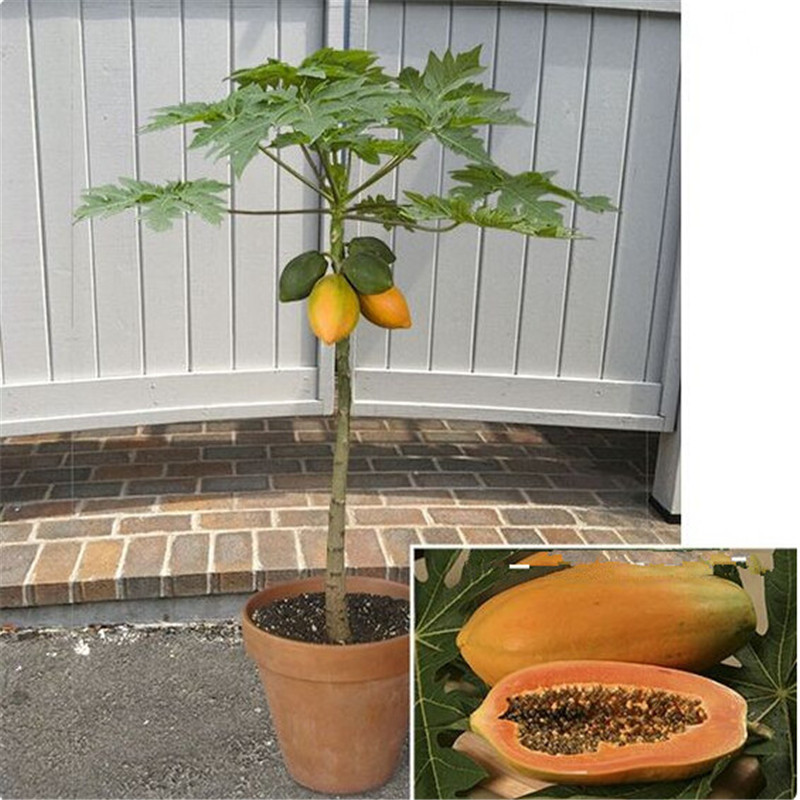 24Pcs/Pack Dwarf Papaya Seeds Red Lady (Carica papaya) Fruit Tree eBay
