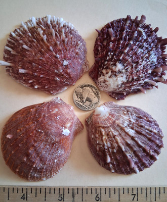 Spiny Oyster 4 Half Shells 3 Purple 1 Orange/Purple  approx 2  1/4' to  2 1/2''