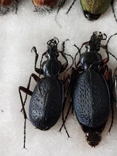 1 Pair Carabus (Tribax) apschuanus ssp. kadleci Carabidae,