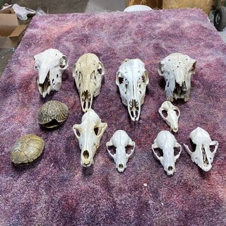 Assortment of mother nature cleaned Skulls sheep deer coyote turtle shells bones