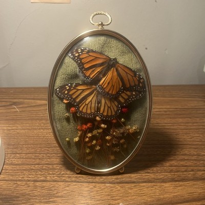 Vintage Domed Glass Butterfly Dried Flowers Display Taxidermy Wall Hanging