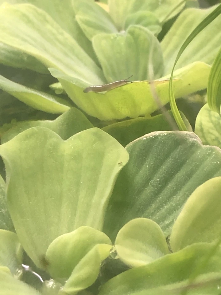 plante aquarium eau douce - Photo 1/1