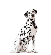 DALMATIAN DOG LARGER THAN LIFESIZE CARDBOARD STANDUP STANDEE CUTOUT POSTER PROP