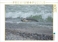Calvendo Puzzle Seal In The Sea | 1000 Pieces, Finished Size 25.2 × 18.9 In (64