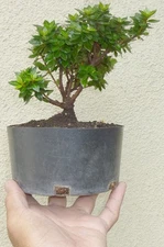 Satsuki Azalea Kazan Pre Bonsai Dwarf Mame Nice Trunk & Nebari Flowers