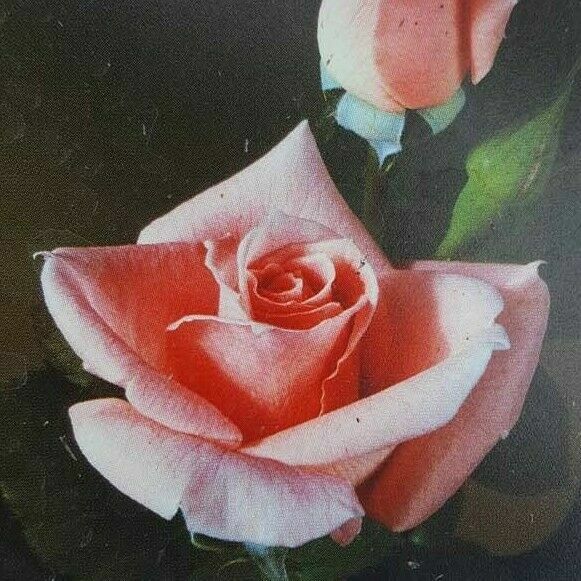 Sonia Grandiflora Rose 5 Gal. Pink Coral Bush Plants Shrub