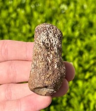 Texas Fossil Mosasaur Vertebrae Cretaceous Age Dinosaur Bone Ozan Formation