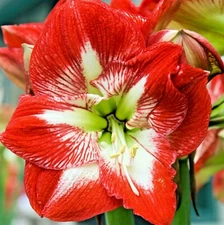 15 MINERVA AMARYLLIS SEEEDS - Hippeastrum