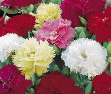 CARNATION CHABAUD MIXED COLORS Dianthus Caryophyllus - 100 Bulk Seeds
