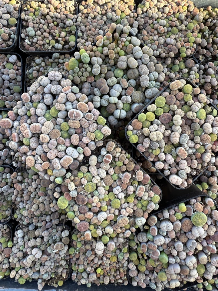 Live Plants | (0.1-0.3”)50-60 pcs Lithops , Living Stone, shipped with 2” pot  - Image 3 of 4