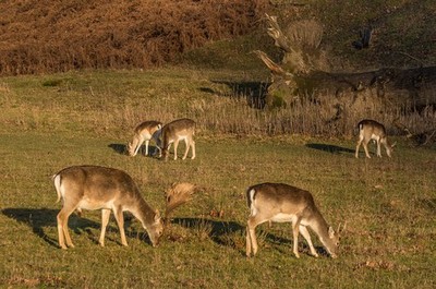 Photo 12x8 Fallow Deer Sevenoaks A group of Fallow Deer (Dama dama) in a g c2017