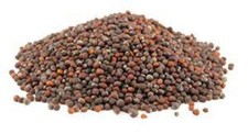 Non-GMO Broccoli Seeds for Sprouting Sprouts Microgreens 4 oz of Pure Seed. ...