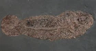 Eocene Cyclurus (Amia) kehreri Excellent Fish Pit Messel V3-10