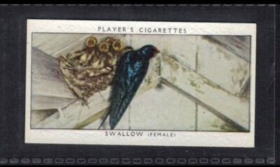 swallow tobacco SWALLOW - 80 + year old English Tobacco Card # 18