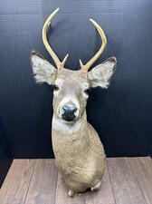 Nice 6 Point Whitetail Deer Buck Shoulder Mount Taxidermy