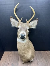 Nice 6 Point Whitetail Deer Buck Shoulder Mount Taxidermy