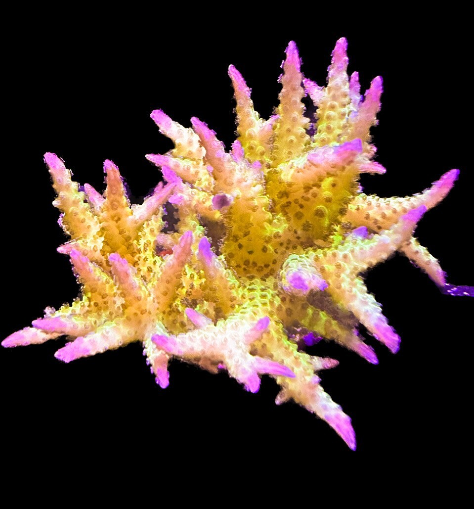 Live Coral Birdsnest Yellow Brush Ponape Seriatopora 1/2"+ | eBay