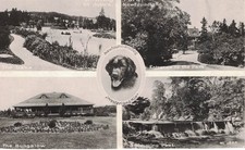 Newfoundland, St. John's, Bowring Park, multi-views, c1910,  dog, swimming pool