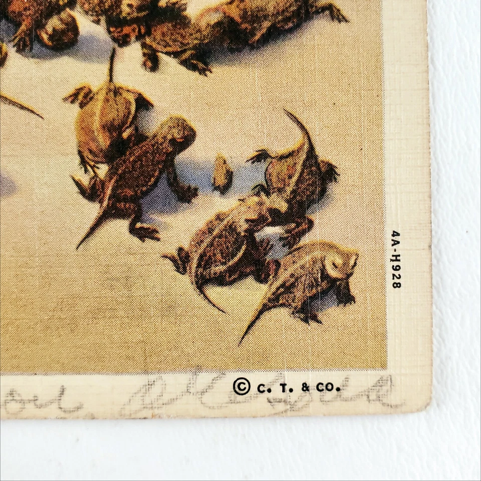 Horned Lizard Horny Toads Postcard 1940s Linen Southwest Desert Animals Art B687 - Image 4 of 4