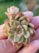 ECHEVERIA FROST FLOWER Rare Succulent plant/ Rare indoor plant/ House plant