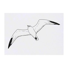 'Seagull' Temporary Tattoos / Transfers TO00043226 