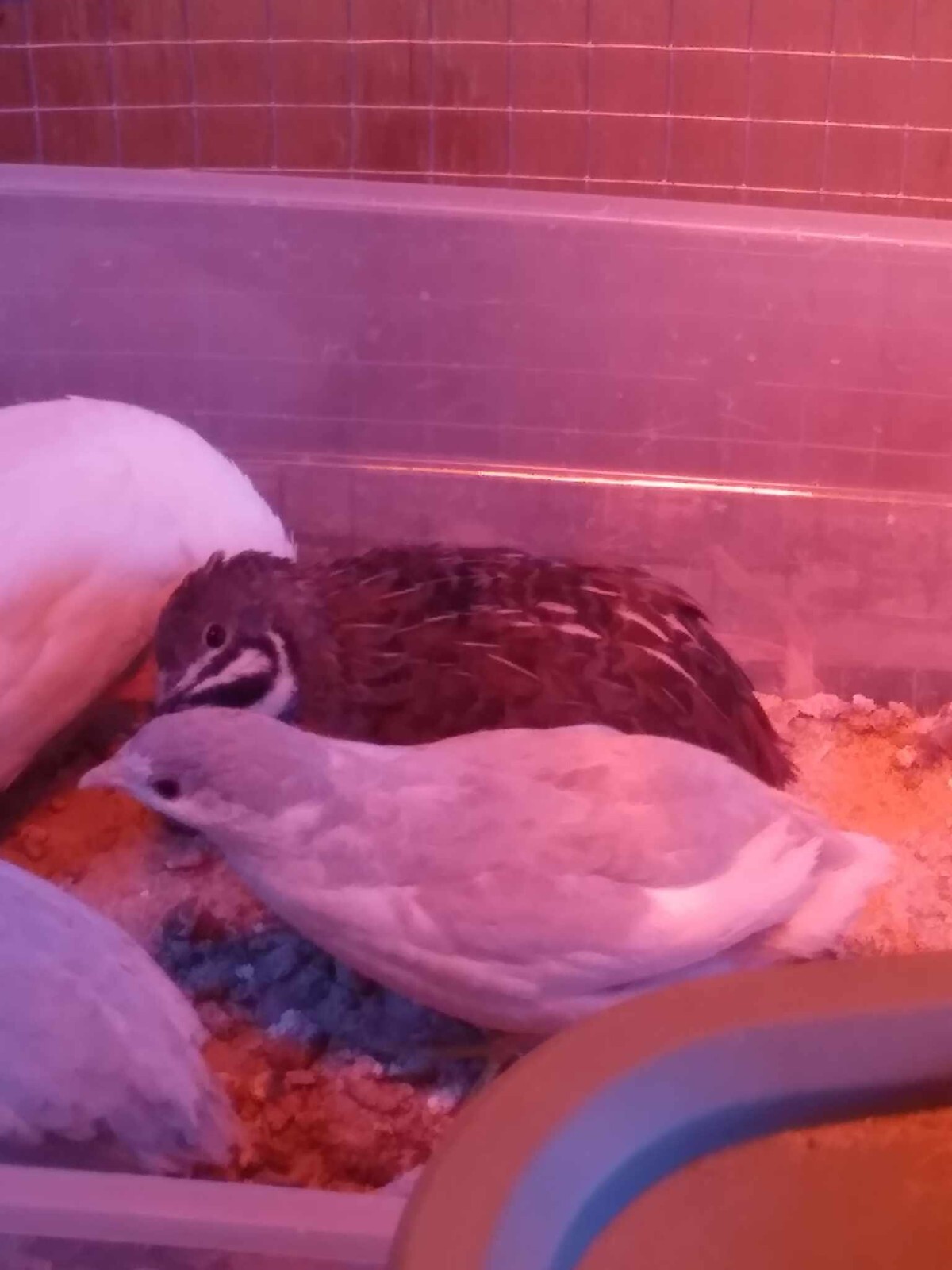 12 + Button Quail Eggs In Different Colors eBay