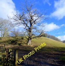Photo 6x4 Oak seen from Mathon Road Ham Green/SO7444 Knell Wood can be s c2015