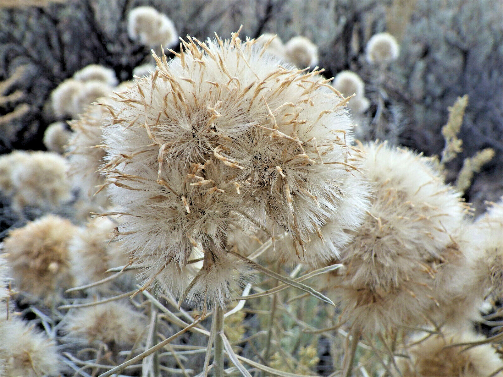 100 RUBBER RABBITBRUSH Chamisa Ericameria Desert Shrub Yellow Flower