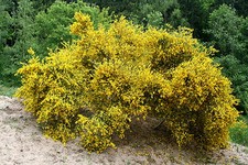 Besenginster Ginster Cytisus scoparius 40-60 cm Wildform im 2-Liter Container