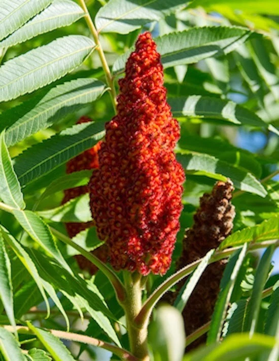 Staghorn Sumac Seeds Rhus Typhina Native Red Lemonade Red Fall Colors Landscape - Image 3 of 4