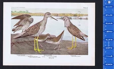 Greater Yellow Legs, Solitary & Spotted Sandpiper - 1936 Bird Print