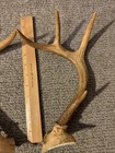 Whitetail deer antlers 9 inches seven points — photo 3