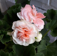 Pelargonie  PFLANZE Astrid Rosebud mit Blüten Geranien
