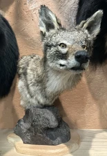 Coyote Shoulder Pedestal Mount ~ Taxidermy